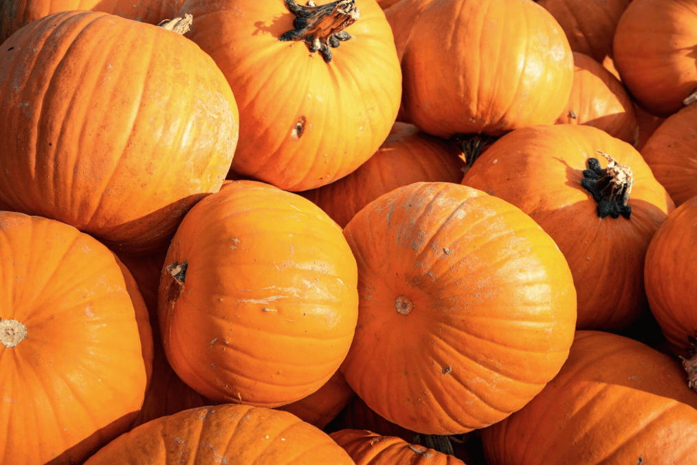Dynia piżmowa czy dynia zwykła – które lepsze dla diety?